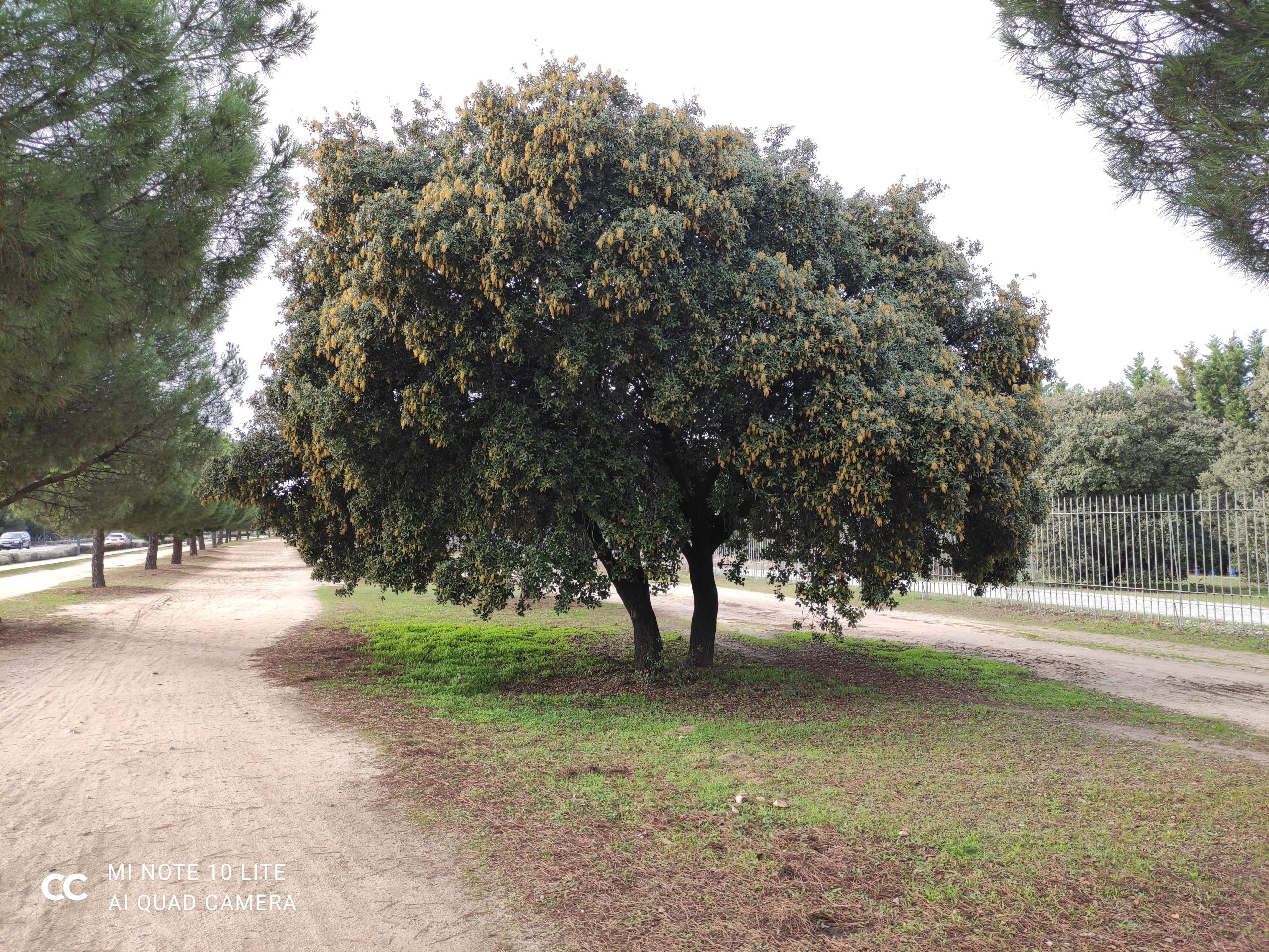 review mi note 10 lite analisis opinion precio foto 1x