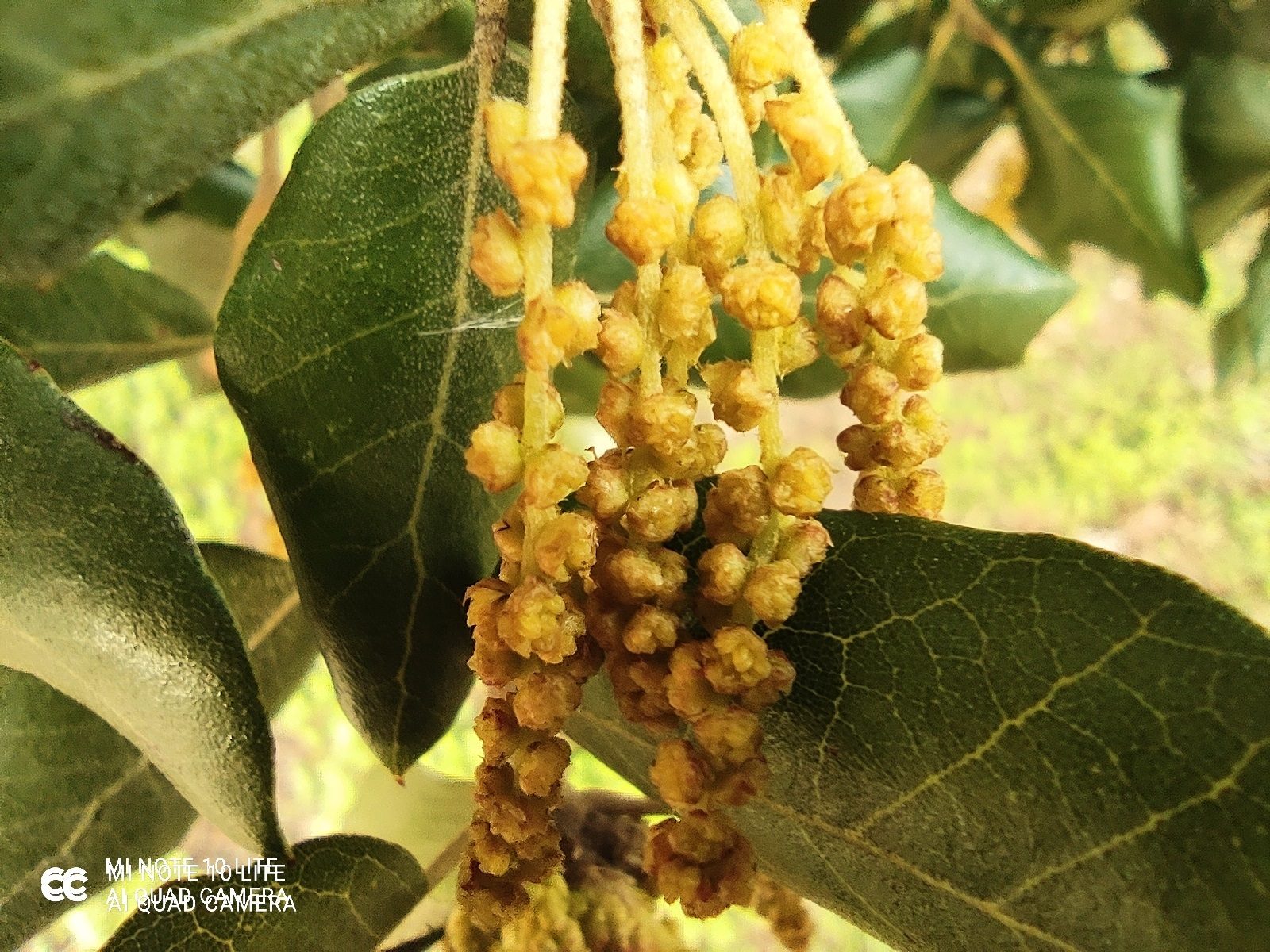 review mi note 10 lite analisis opinion precio foto modo macro