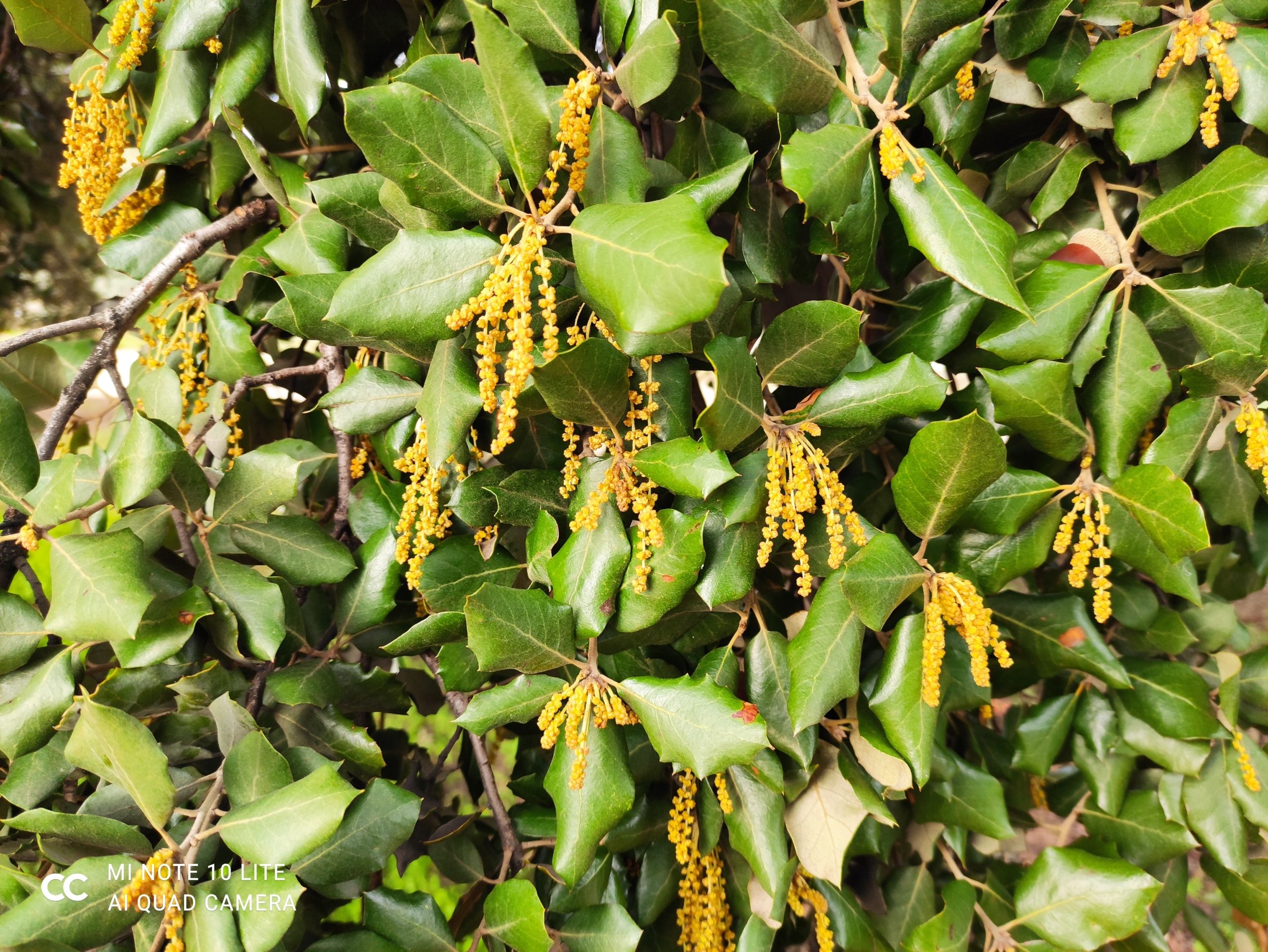 review mi note 10 lite analisis opinion precio foto