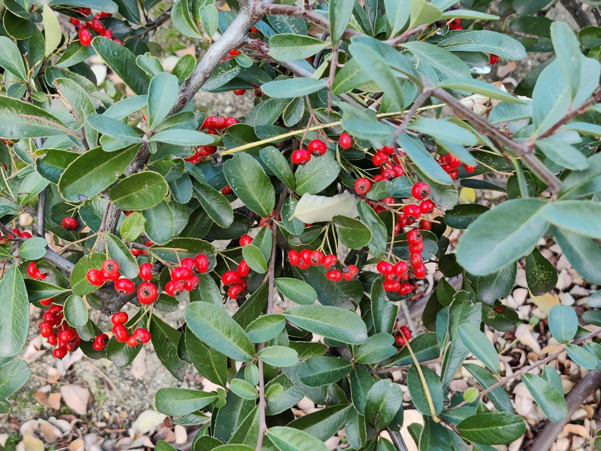 review oneplus 8t analisis opinion precio foto 6