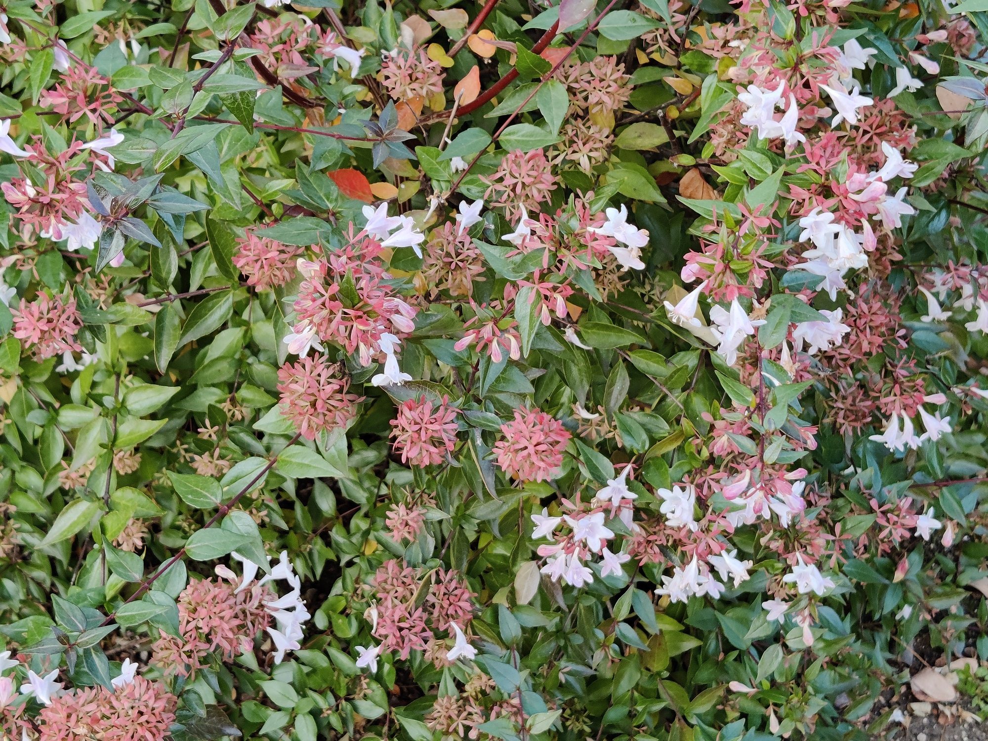 review oneplus 8t analisis opinion precio foto 7