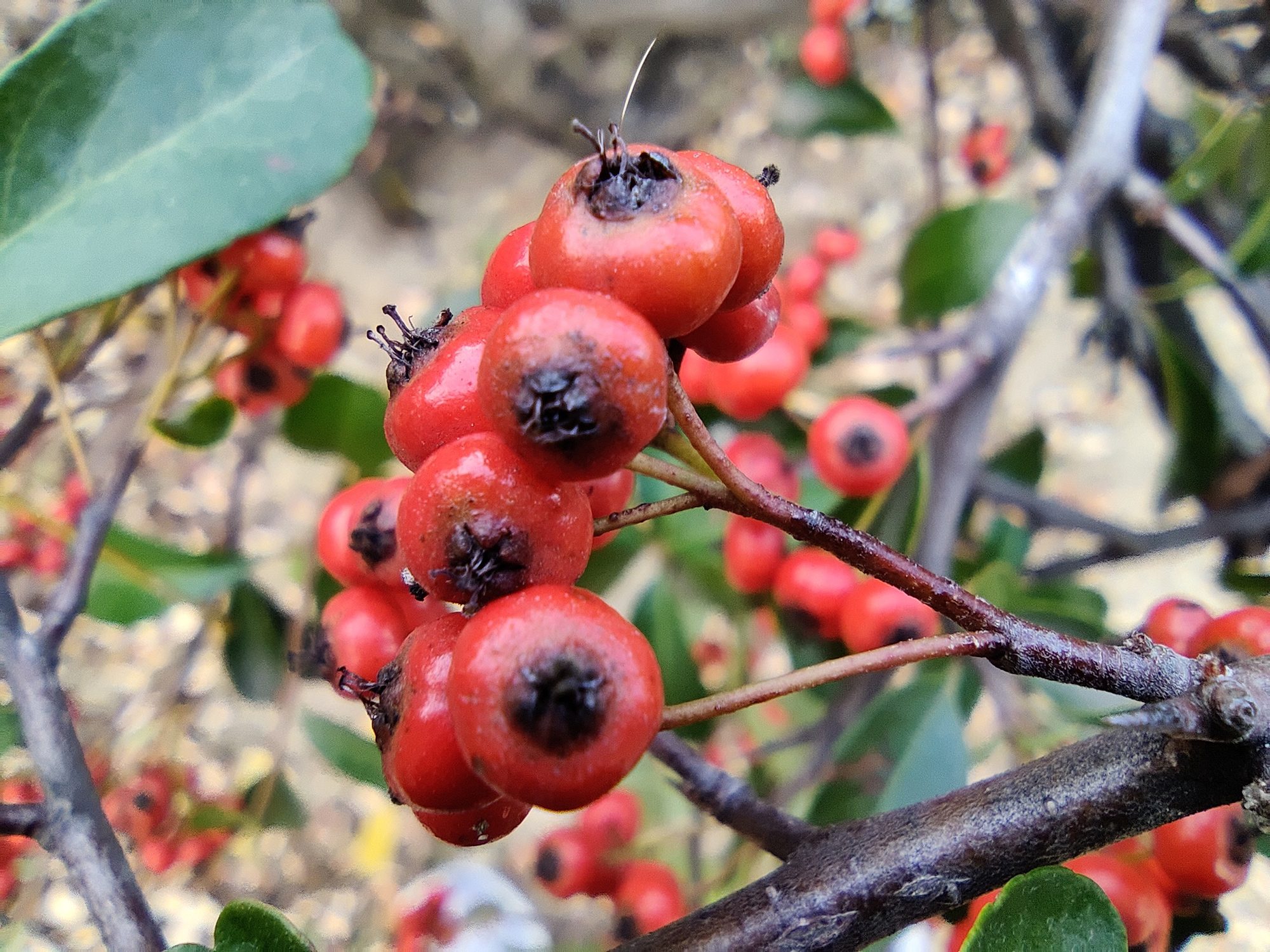 review oneplus 8t analisis opinion precio foto macro 3 copy