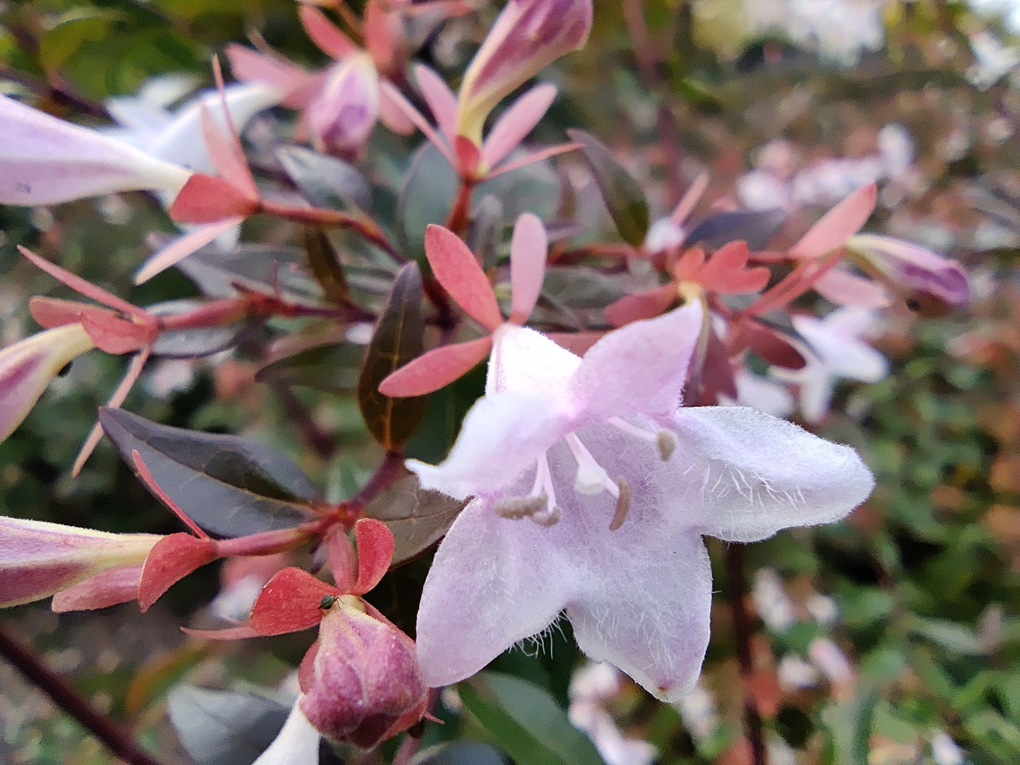 review oneplus 8t analisis opinion precio foto macro copy