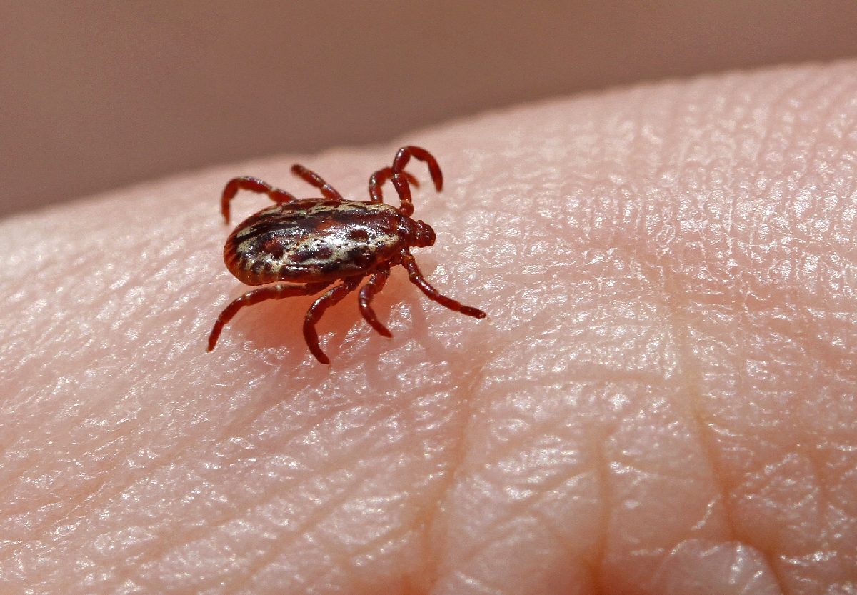 Una garrapata sobre una mano