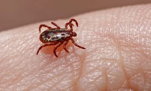 Una garrapata sobre una mano