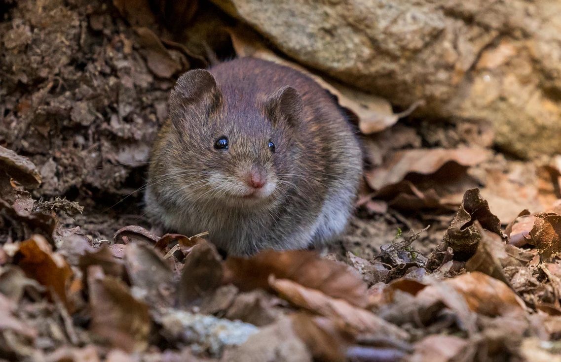 Un ratón gris junto a un árbol y hojas
