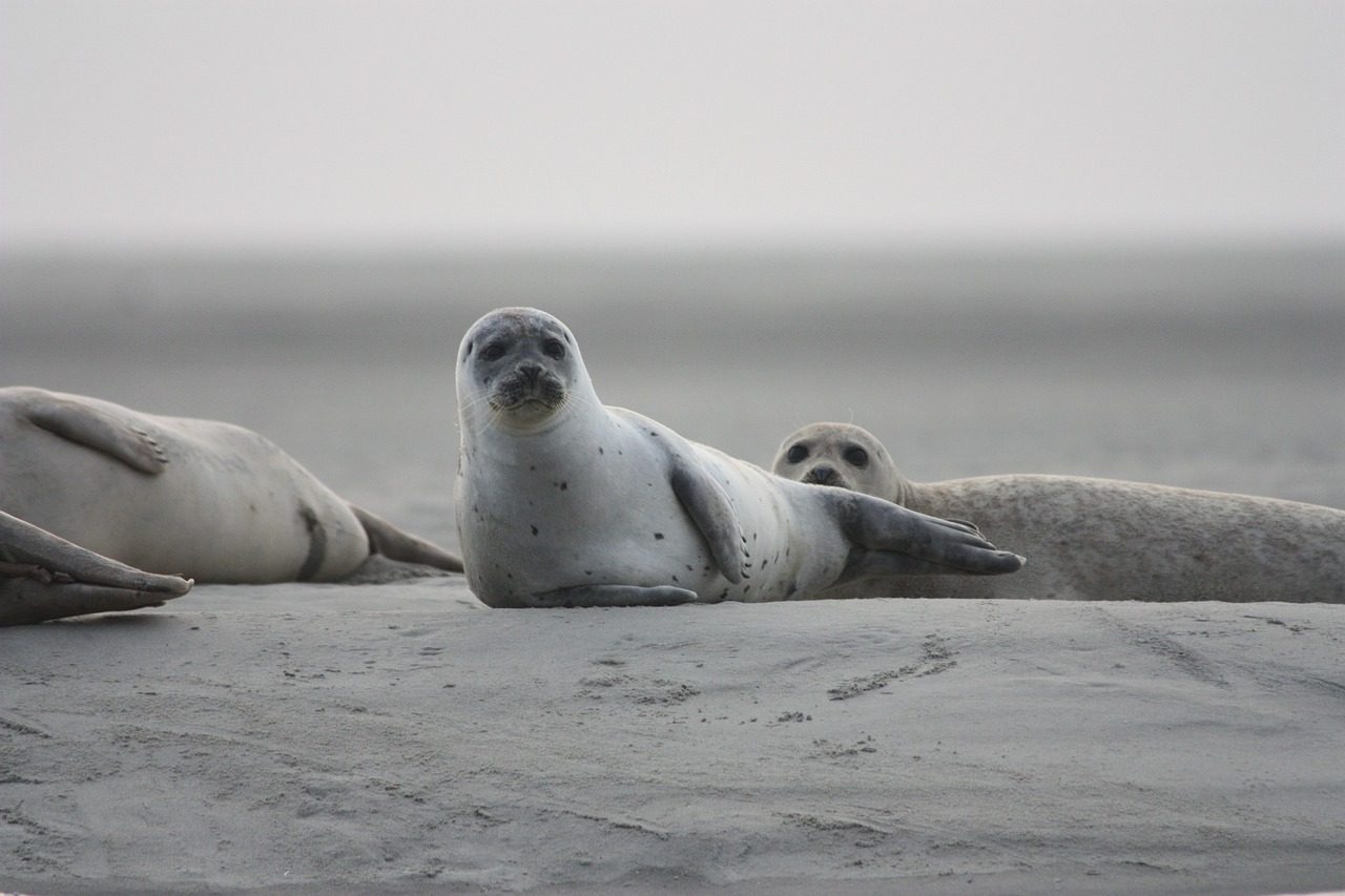 La imagen muestra a una foca bebé descansando en la playa.