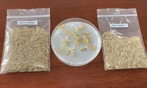 Cultivo de arroz de China en el espacio