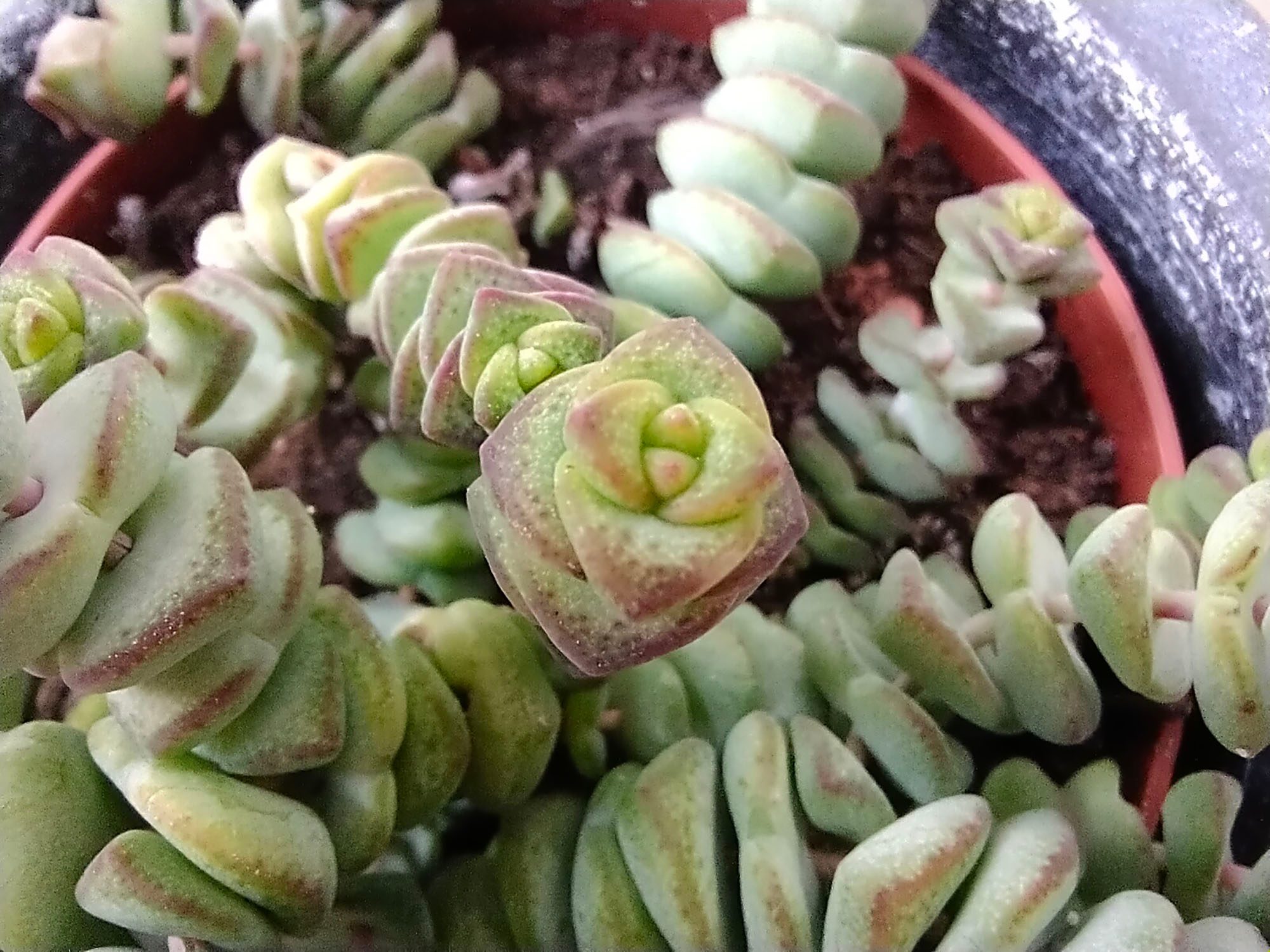 review vivo y70 analisis opinion precio foto modo macro 2