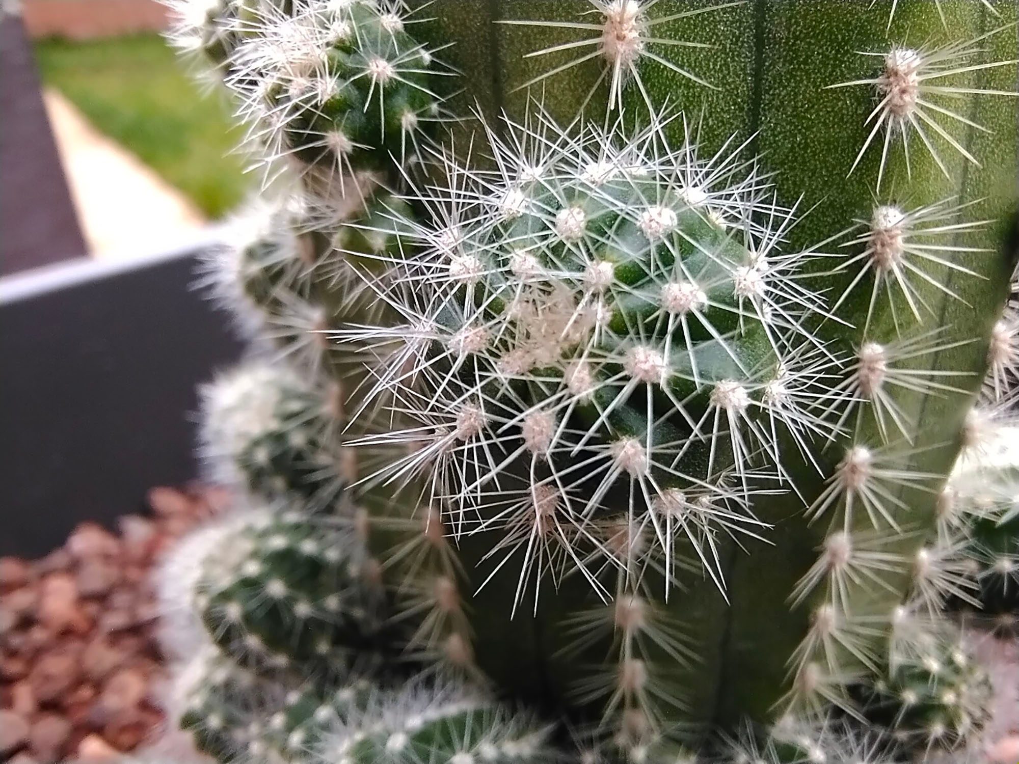 review vivo y70 analisis opinion precio foto modo macro