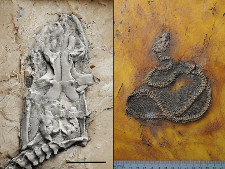 La imagen muestra el fósil de una serpiente pitón de 47 millones de años descubierto en Alemania.