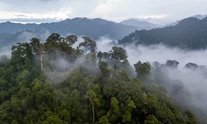 La imagen muestra grandes extensiones de bosque en la selva amazónica.