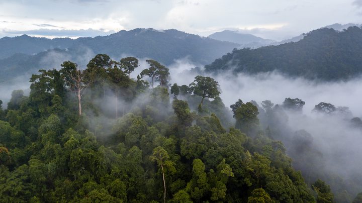 La imagen muestra grandes extensiones de bosque en la selva amazónica.