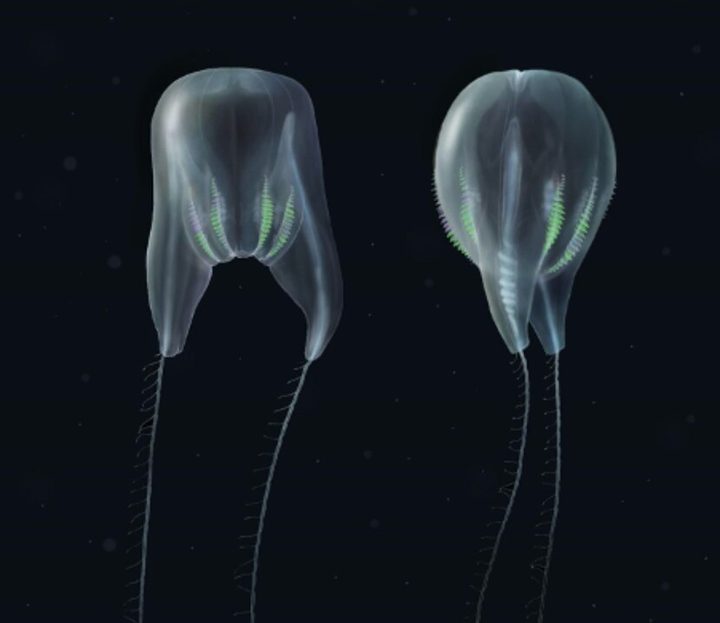 La imagen muestra una nueva especie de medusa descubierta cerca de Puerto Rico.