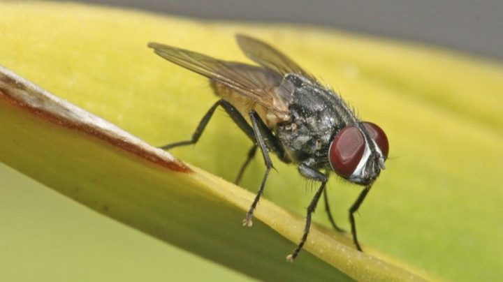La imagen muestra a una mosca doméstica.
