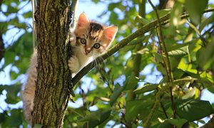 La imagen muestra a un joven gato subido a las ramas de un árbol.