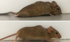 Científicos de la Universidad de Bochum en Alemania desarrollan un tratamiento celular que restauró la motricidad a un ratón parapléjico