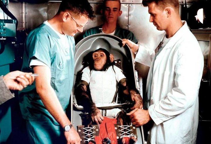 El chimpancé Ham se convirtió en 1961 en el primer homínido en llegar al espacio