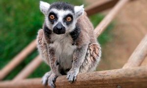 La imagen muestra a un pequeño lémur sentado en un palo al interior de un zoológico.