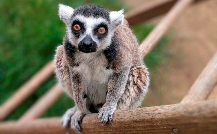 La imagen muestra a un pequeño lémur sentado en un palo al interior de un zoológico.