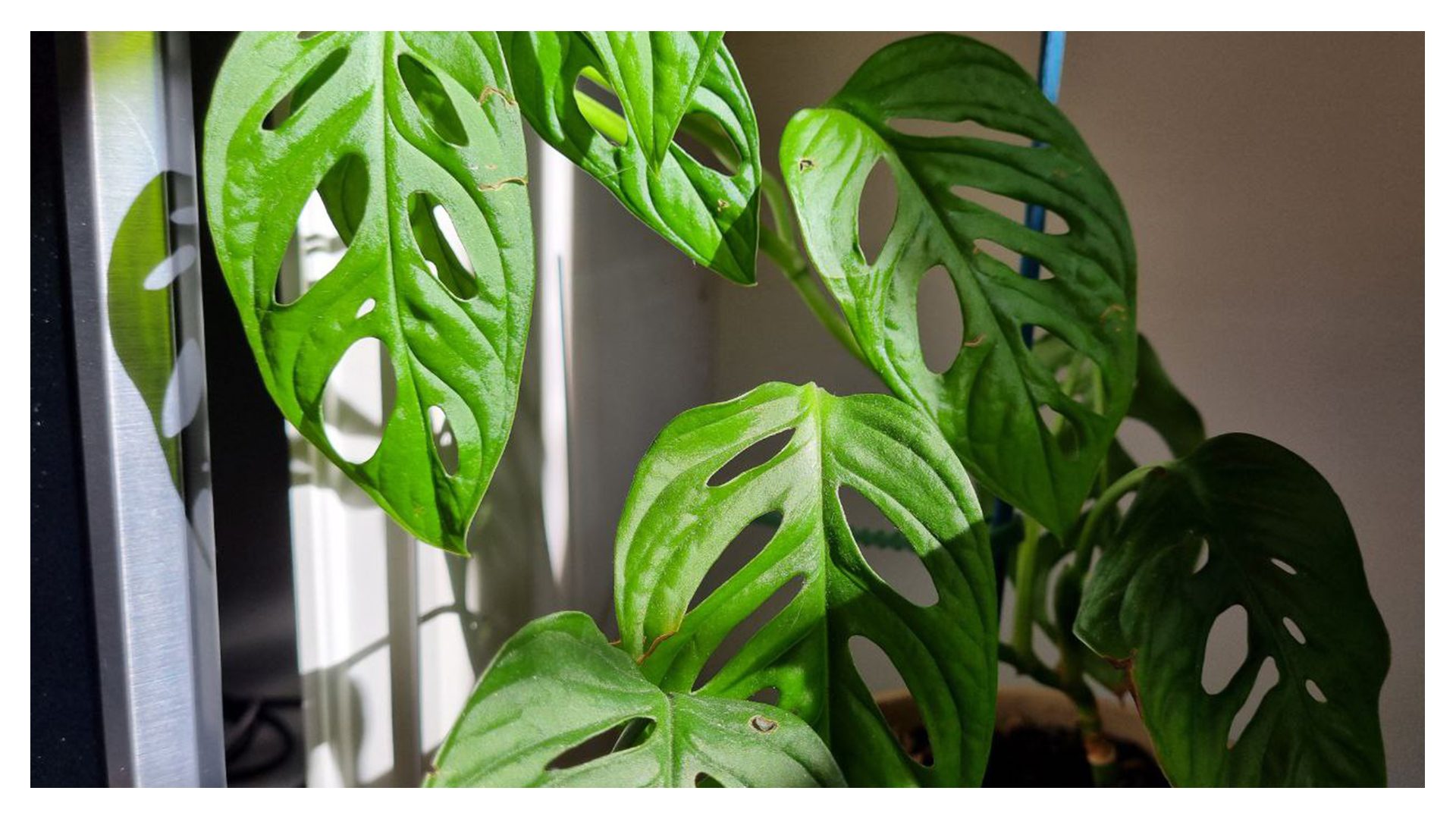 S21 Plus Modo autom&aacute;tico