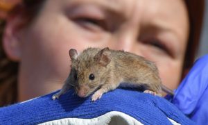 Los ratones se adaptan más mientras más conviven con humanos