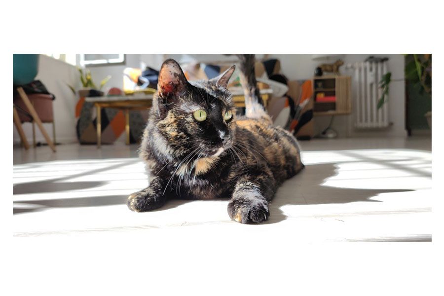 Xiaomi Mi 11 Automatico