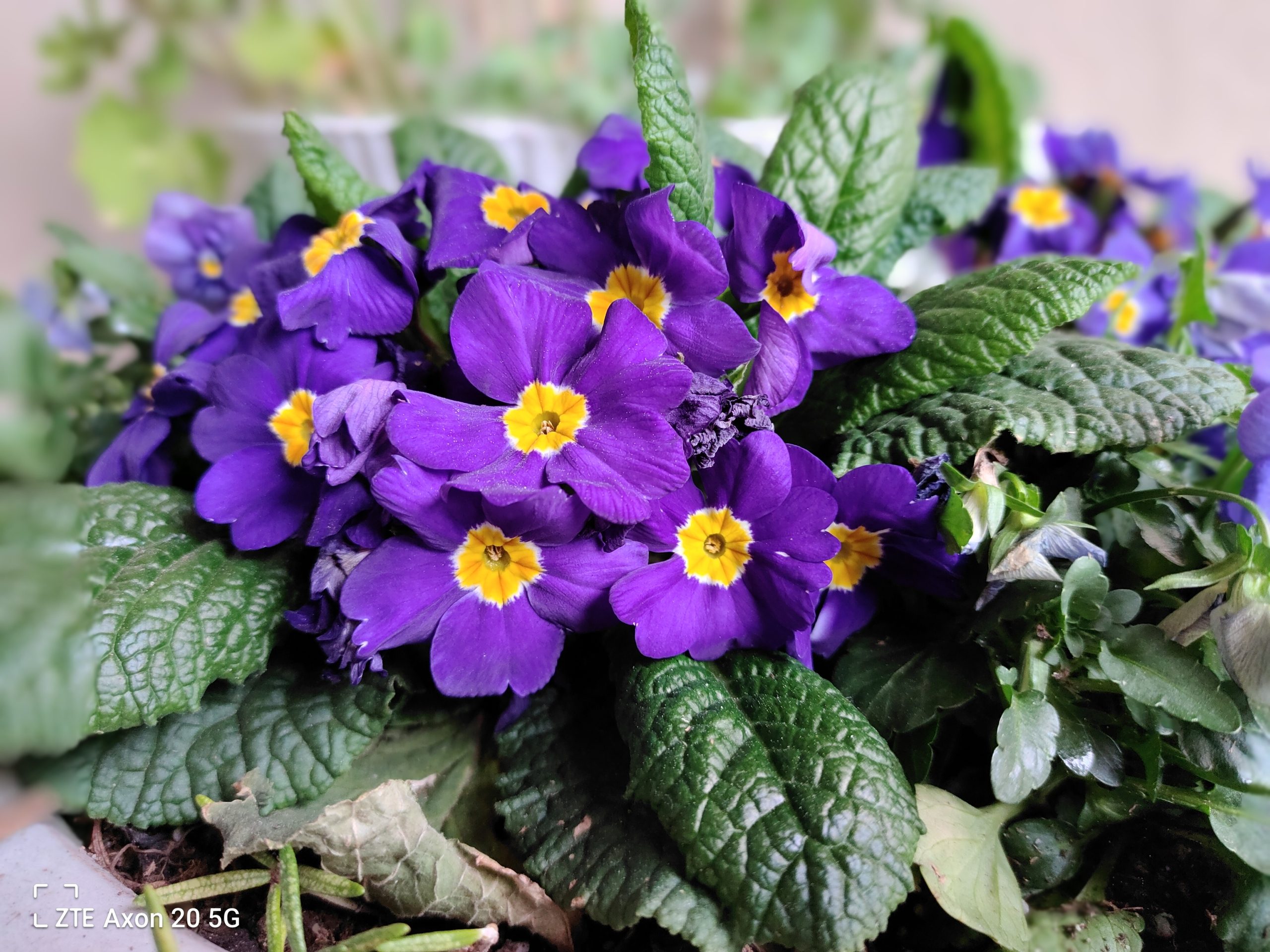 revision zte axon 20 5g caracteristicas precio 4