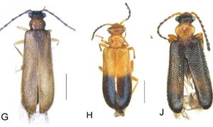 Tres escarabajos son nombrados por un equipo de entomólogos como las legendarias aves pokémon
