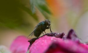 moscas para que sirven fosil muestra polinizan plantas desde hace millones de anos daily life during coronavirus covid 19