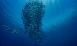 Científicos de la Universidad de Leicester describen un nuevo estado de la materia visto en sistemas como bancos de peces