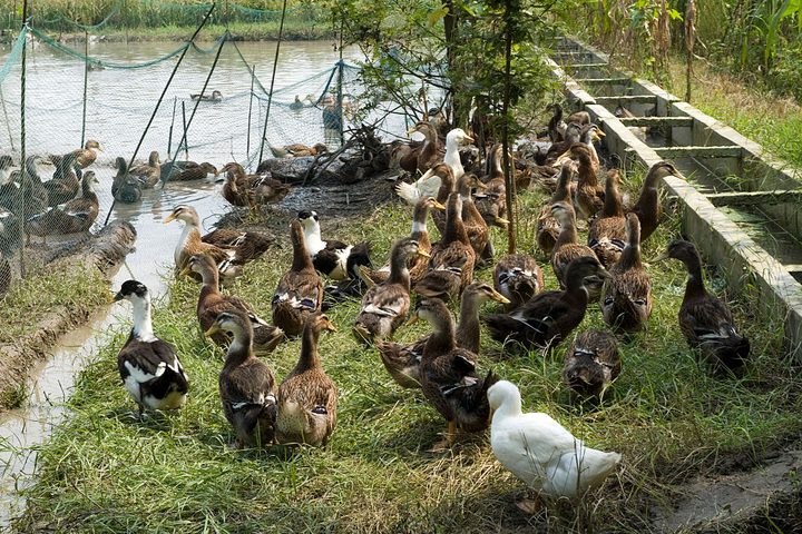 El investigador de la OMS, Peter Daszak, dice que el SARS-CoV-2 se originó en una granja de animales exóticos al sur de China