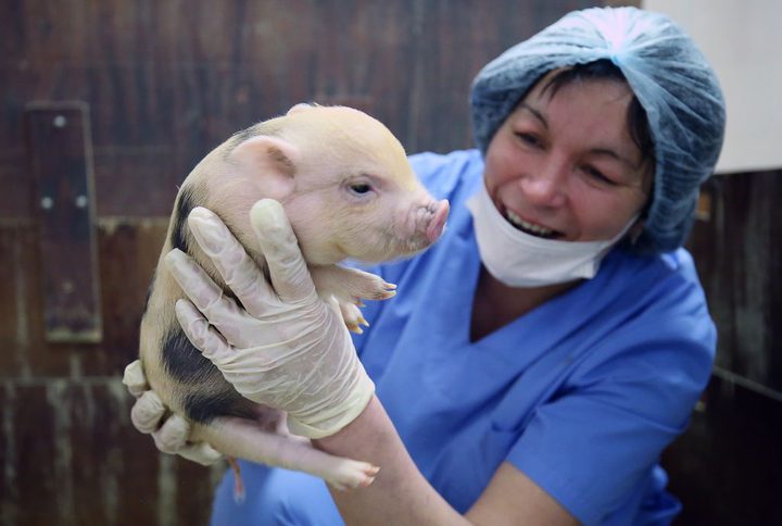 Una imagen de un cerdo usado en investigación