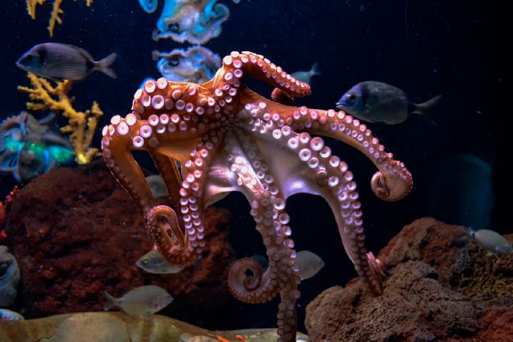 Un pulpo en un acuario