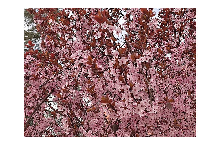 Xiaomi Redmi Note 10