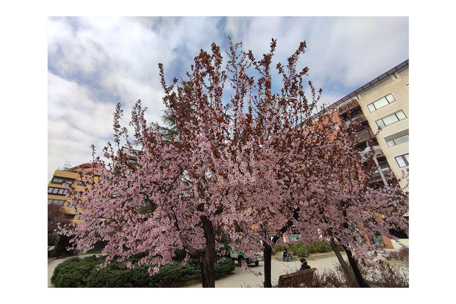 Xiaomi Redmi Note 10