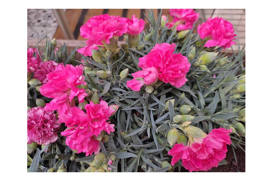 Xiaomi Redmi Note 10