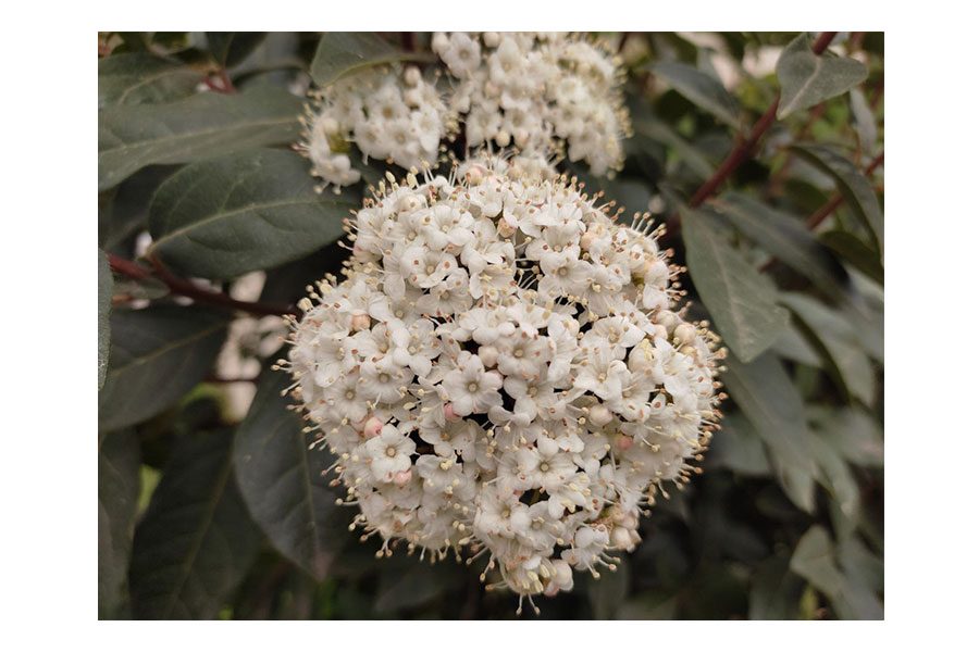 Xiaomi Redmi Note 10