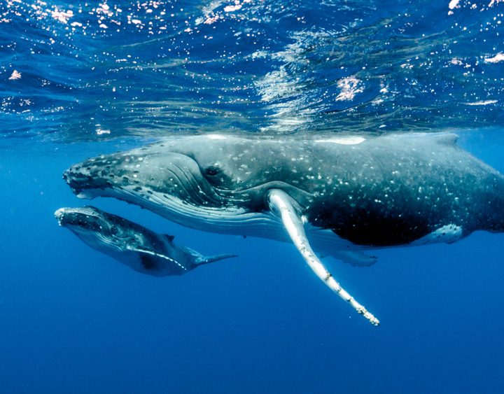 La imagen muestra una pareja de ballenas jorobadas en el Océano Pacífico.