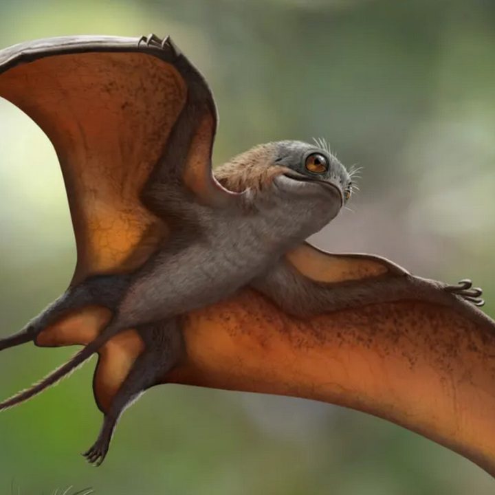 Una ilustración del dinosaurio Sinomacrops bondei