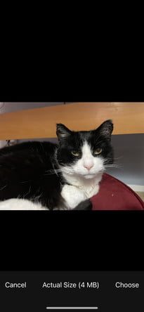 Cómo hacer una búsqueda inversa de imágenes en Bing 5