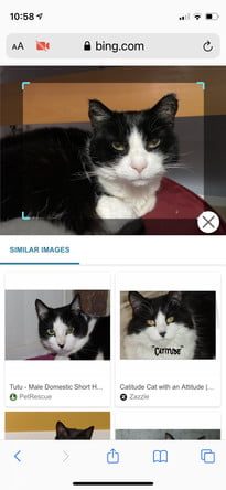 Cómo hacer una búsqueda inversa de imágenes en Bing 6