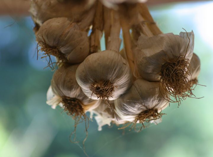 Un fondo de pantalla presuntamente creado por Steve Jobs para Mac OS X