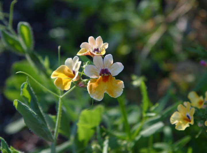 Un fondo de pantalla presuntamente creado por Steve Jobs para Mac OS X