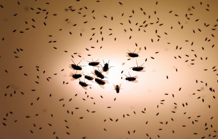 Una imagen con varias moscas