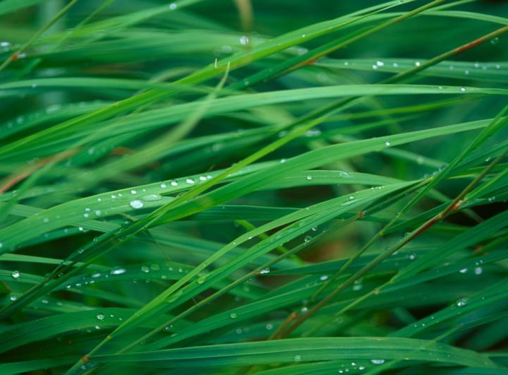 Un fondo de pantalla presuntamente creado por Steve Jobs para Mac OS X