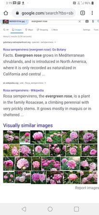 Cómo hacer una búsqueda inversa de imágenes en Android 5