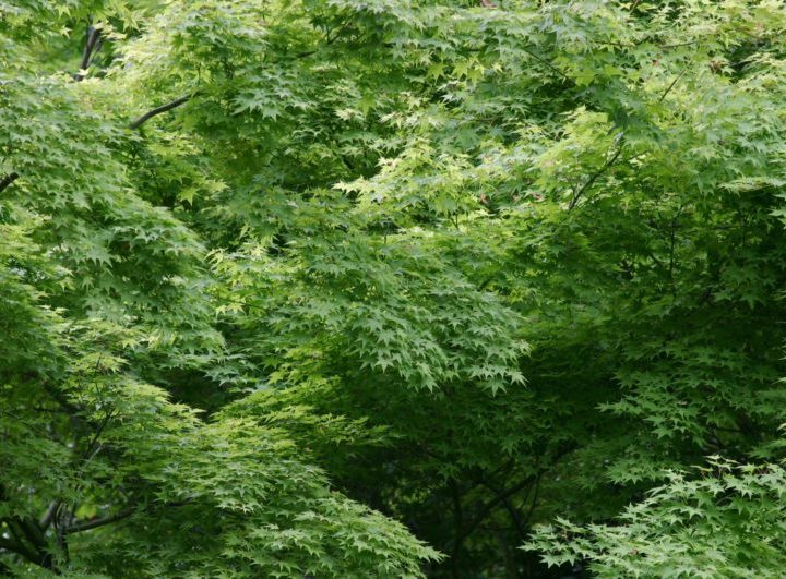 Un fondo de pantalla presuntamente creado por Steve Jobs para Mac OS X