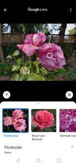 Cómo hacer una búsqueda inversa de imágenes en Google Lens 2