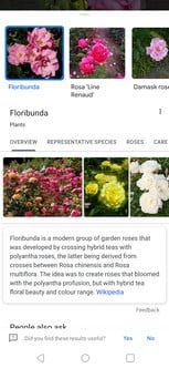 Cómo hacer una búsqueda inversa de imágenes en Google Lens 4